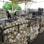 Precio del cacao superó la barrera de los $10.000 por tonelada