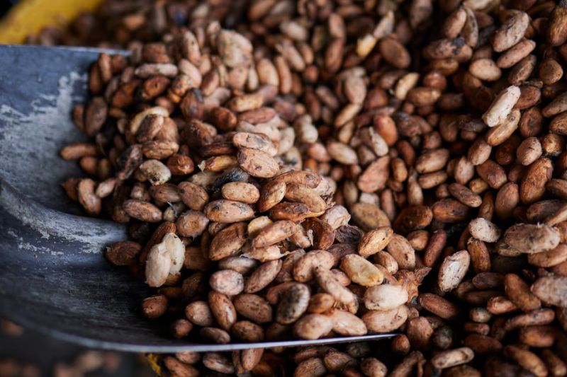 OnData-Cacao-Exportación