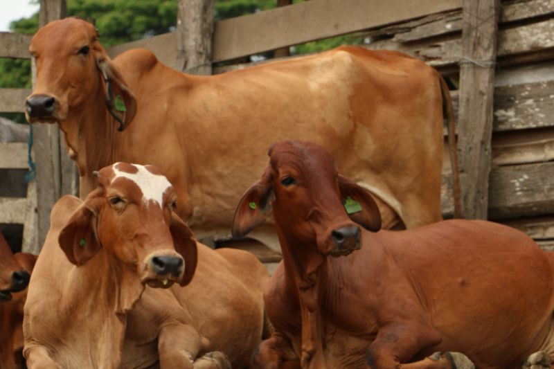 Ecuador se prepara para su primera exportación de ganado bovino