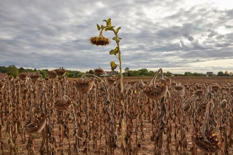 Los 8 efectos del cambio climático según la ONU