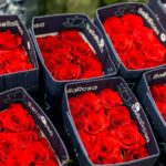 Seguros Alianza lanza AlianPro, su plataforma de e-learning