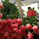 Seguros Alianza lanza AlianPro, su plataforma de e-learning