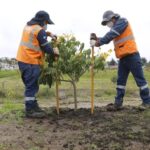 Cacao supera al banano y es el segundo producto de exportación en 2025