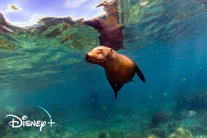 OnData-Disney-Galápagos