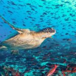 FMI mejora proyección para Ecuador en 2025 pero sigue por debajo del BCE