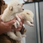 OpenAI ofrece ChatGPT Plus gratis a estudiantes universitarios