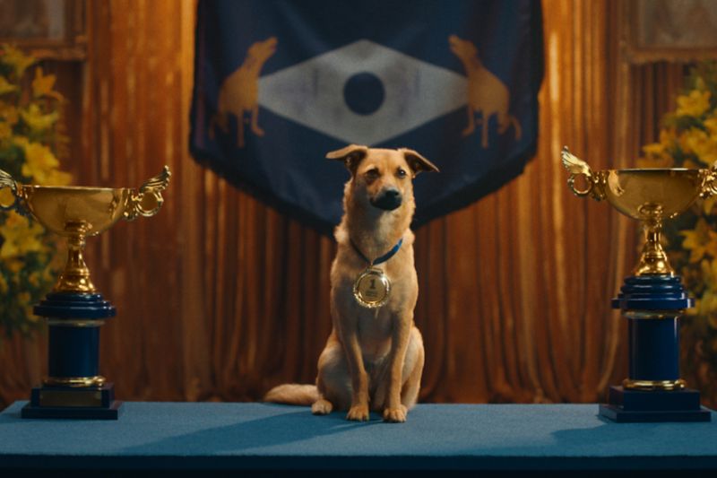 OnData-Pedigree-perritos