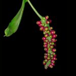 Apicultura: el negocio que sostiene millones y podría salvar al mundo