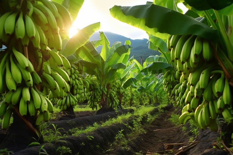 OnData-Ecuador-banano