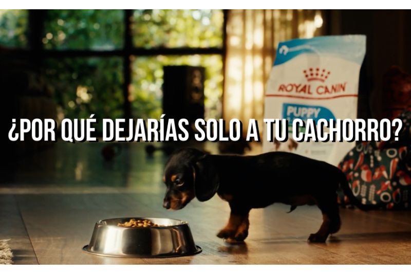 OnData-Royal-Canin