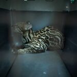 Post Malone x Stanley: colección limitada de utensilios con estilo camuflaje