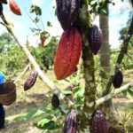 Ecuador y Brasil suscriben memorandos para cooperación tecnológica, social y agrícola