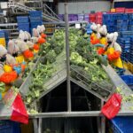 Roche y Proyecto Ana realizarán 200 mamografías gratuitas en Guayaquil