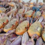 Bogati llega a Megamaxi y suma 10 franquicias en Estados Unidos