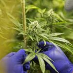 Despelote logra dos nominaciones en The Game Awards 2025