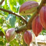 Unilever vende marcas de limpieza en Ecuador y Colombia a Alicorp